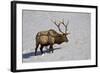 Bull Elk (Cervus Canadensis) Feeding in the Winter-James Hager-Framed Photographic Print