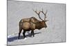 Bull Elk (Cervus Canadensis) Feeding in the Winter-James Hager-Mounted Photographic Print