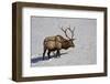 Bull Elk (Cervus Canadensis) Feeding in the Winter-James Hager-Framed Photographic Print