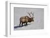 Bull Elk (Cervus Canadensis) Feeding in the Winter-James Hager-Framed Photographic Print