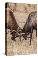 Bull Elk (Cervus Canadensis) Fighting in Rut in Rocky Mountain National Park-Michael Nolan-Stretched Canvas