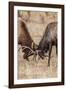 Bull Elk (Cervus Canadensis) Fighting in Rut in Rocky Mountain National Park-Michael Nolan-Framed Photographic Print