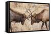 Bull Elk (Cervus Canadensis) Fighting in Rut in Rocky Mountain National Park-Michael Nolan-Framed Stretched Canvas