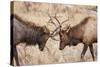 Bull Elk (Cervus Canadensis) Fighting in Rut in Rocky Mountain National Park-Michael Nolan-Stretched Canvas