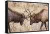 Bull Elk (Cervus Canadensis) Fighting in Rut in Rocky Mountain National Park-Michael Nolan-Framed Stretched Canvas