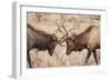 Bull Elk (Cervus Canadensis) Fighting in Rut in Rocky Mountain National Park-Michael Nolan-Framed Photographic Print