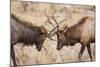 Bull Elk (Cervus Canadensis) Fighting in Rut in Rocky Mountain National Park-Michael Nolan-Mounted Photographic Print