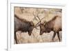 Bull Elk (Cervus Canadensis) Fighting in Rut in Rocky Mountain National Park-Michael Nolan-Framed Photographic Print