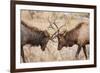 Bull Elk (Cervus Canadensis) Fighting in Rut in Rocky Mountain National Park-Michael Nolan-Framed Photographic Print