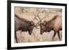 Bull Elk (Cervus Canadensis) Fighting in Rut in Rocky Mountain National Park-Michael Nolan-Framed Photographic Print