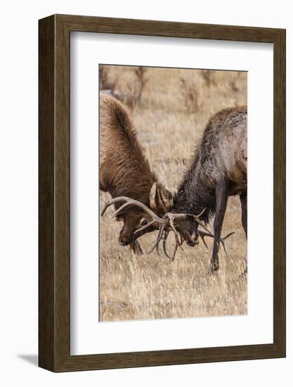 Bull Elk (Cervus Canadensis) Fighting in Rut in Rocky Mountain National Park-Michael Nolan-Framed Photographic Print