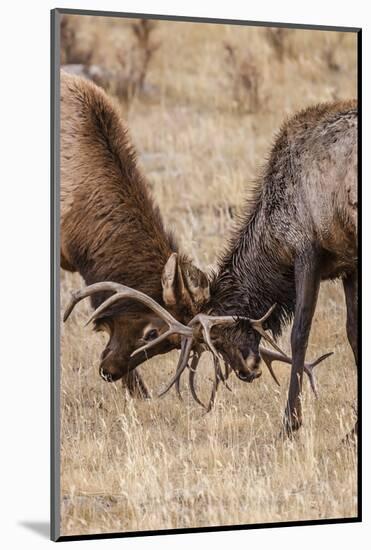 Bull Elk (Cervus Canadensis) Fighting in Rut in Rocky Mountain National Park-Michael Nolan-Mounted Photographic Print