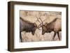 Bull Elk (Cervus Canadensis) Fighting in Rut in Rocky Mountain National Park-Michael Nolan-Framed Photographic Print