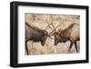 Bull Elk (Cervus Canadensis) Fighting in Rut in Rocky Mountain National Park-Michael Nolan-Framed Photographic Print