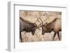 Bull Elk (Cervus Canadensis) Fighting in Rut in Rocky Mountain National Park-Michael Nolan-Framed Photographic Print