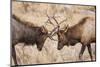 Bull Elk (Cervus Canadensis) Fighting in Rut in Rocky Mountain National Park-Michael Nolan-Mounted Photographic Print