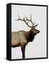 Bull Elk (Cervus Canadensis) in Snow, Yellowstone National Park, Wyoming-null-Framed Stretched Canvas