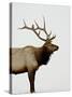 Bull Elk (Cervus Canadensis) in Snow, Yellowstone National Park, Wyoming-null-Stretched Canvas
