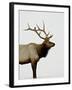 Bull Elk (Cervus Canadensis) in Snow, Yellowstone National Park, Wyoming-null-Framed Photographic Print