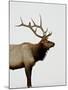 Bull Elk (Cervus Canadensis) in Snow, Yellowstone National Park, Wyoming-null-Mounted Photographic Print