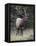 Bull Elk (Cervus Canadensis) in the Fall, Jasper National Park, Alberta, Canada, North America-James Hager-Framed Stretched Canvas