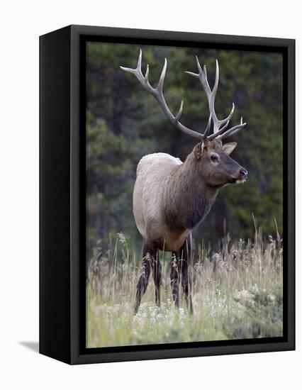 Bull Elk (Cervus Canadensis) in the Fall, Jasper National Park, Alberta, Canada, North America-James Hager-Framed Stretched Canvas