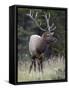 Bull Elk (Cervus Canadensis) in the Fall, Jasper National Park, Alberta, Canada, North America-James Hager-Framed Stretched Canvas