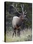 Bull Elk (Cervus Canadensis) in the Fall, Jasper National Park, Alberta, Canada, North America-James Hager-Stretched Canvas