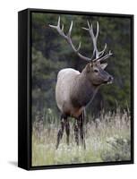 Bull Elk (Cervus Canadensis) in the Fall, Jasper National Park, Alberta, Canada, North America-James Hager-Framed Stretched Canvas