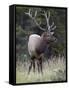 Bull Elk (Cervus Canadensis) in the Fall, Jasper National Park, Alberta, Canada, North America-James Hager-Framed Stretched Canvas