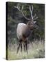 Bull Elk (Cervus Canadensis) in the Fall, Jasper National Park, Alberta, Canada, North America-James Hager-Stretched Canvas