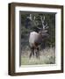 Bull Elk (Cervus Canadensis) in the Fall, Jasper National Park, Alberta, Canada, North America-James Hager-Framed Photographic Print