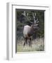 Bull Elk (Cervus Canadensis) in the Fall, Jasper National Park, Alberta, Canada, North America-James Hager-Framed Photographic Print