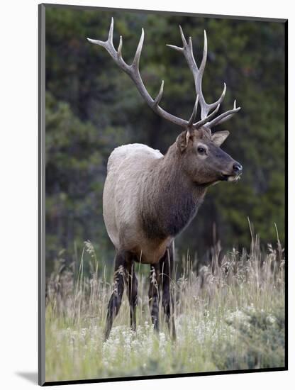 Bull Elk (Cervus Canadensis) in the Fall, Jasper National Park, Alberta, Canada, North America-James Hager-Mounted Photographic Print