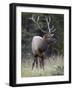 Bull Elk (Cervus Canadensis) in the Fall, Jasper National Park, Alberta, Canada, North America-James Hager-Framed Photographic Print
