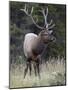 Bull Elk (Cervus Canadensis) in the Fall, Jasper National Park, Alberta, Canada, North America-James Hager-Mounted Photographic Print