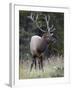 Bull Elk (Cervus Canadensis) in the Fall, Jasper National Park, Alberta, Canada, North America-James Hager-Framed Photographic Print