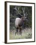 Bull Elk (Cervus Canadensis) in the Fall, Jasper National Park, Alberta, Canada, North America-James Hager-Framed Photographic Print