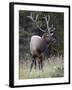 Bull Elk (Cervus Canadensis) in the Fall, Jasper National Park, Alberta, Canada, North America-James Hager-Framed Photographic Print