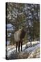 Bull Elk (Cervus Canadensis) in the Snow-James Hager-Stretched Canvas