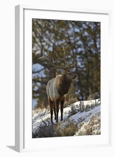 Bull Elk (Cervus Canadensis) in the Snow-James Hager-Framed Photographic Print