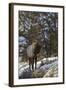 Bull Elk (Cervus Canadensis) in the Snow-James Hager-Framed Photographic Print