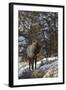 Bull Elk (Cervus Canadensis) in the Snow-James Hager-Framed Photographic Print