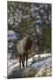 Bull Elk (Cervus Canadensis) in the Snow-James Hager-Mounted Photographic Print