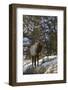 Bull Elk (Cervus Canadensis) in the Snow-James Hager-Framed Photographic Print