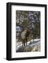 Bull Elk (Cervus Canadensis) in the Snow-James Hager-Framed Photographic Print