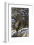 Bull Elk (Cervus Canadensis) in the Snow-James Hager-Framed Photographic Print