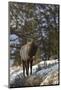 Bull Elk (Cervus Canadensis) in the Snow-James Hager-Mounted Photographic Print