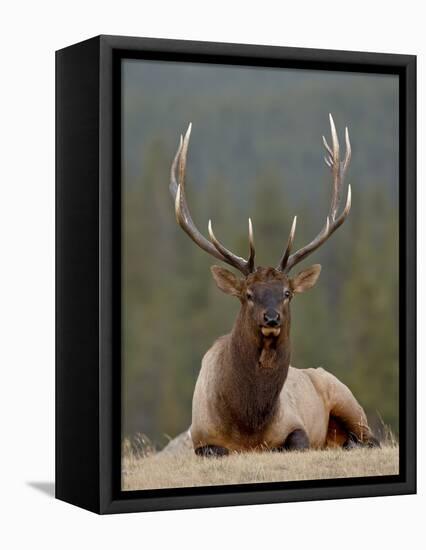 Bull Elk (Cervus Canadensis), Jasper National Park, Alberta, Canada, North America-James Hager-Framed Stretched Canvas