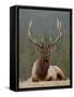 Bull Elk (Cervus Canadensis), Jasper National Park, Alberta, Canada, North America-James Hager-Framed Stretched Canvas